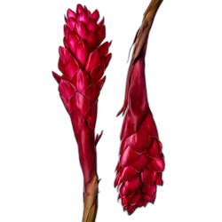 Ginger Flower
